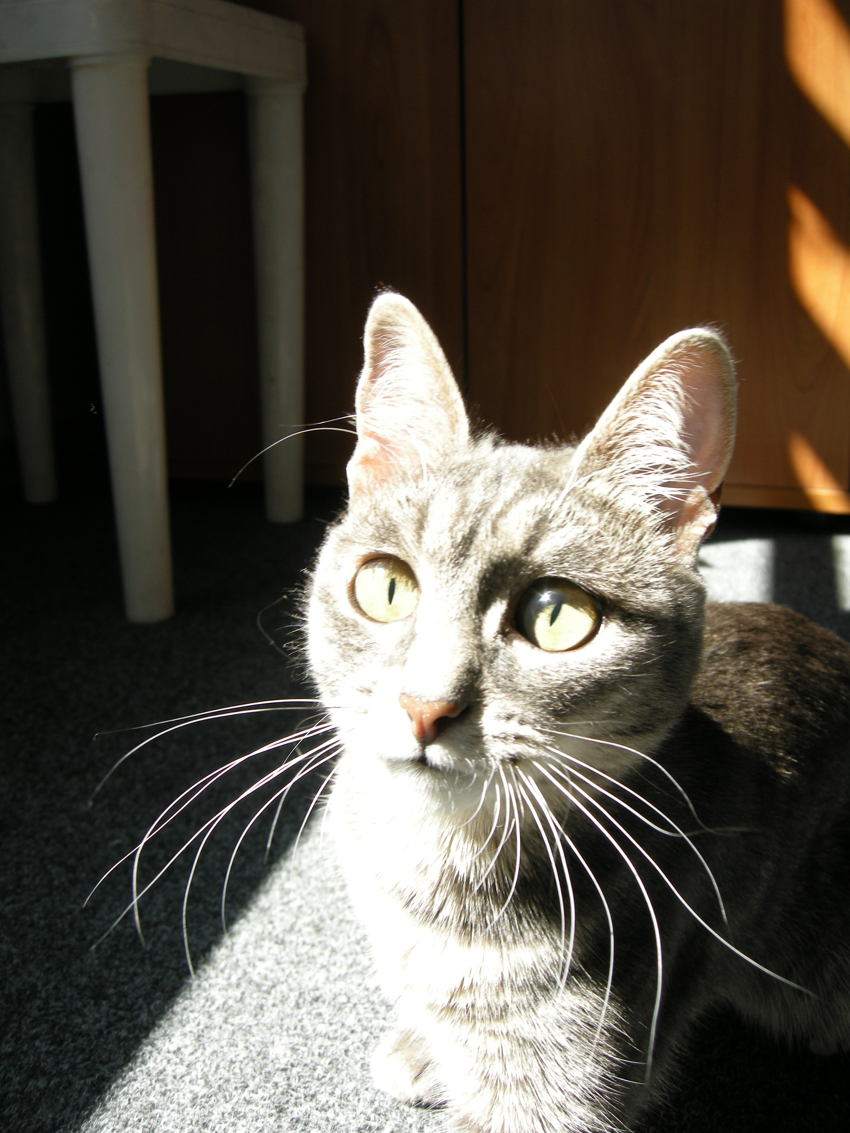 Новости сайта Кото-кото, презентация про мою кошку Соню